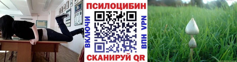 Купить  Луховицы  Галлюциногенные грибы Psilocybe 